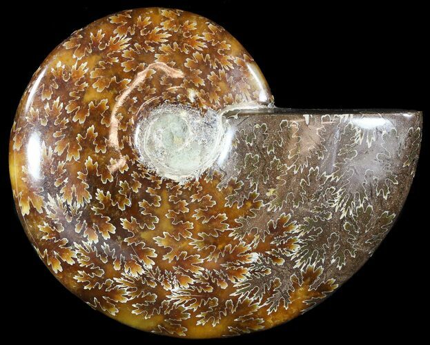 Wide Polished Cleoniceras Ammonite - Madagascar #49432